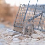 A small mouse escaping a metal trap on a rocky surface, showcasing its agility and survival instinct.